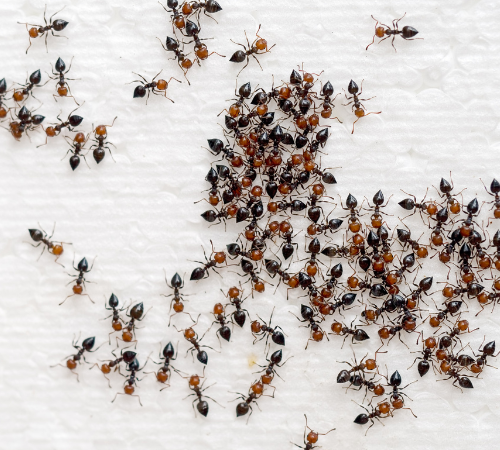 ant control Services in sydney
