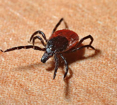 Tick Removal Service in Sydney