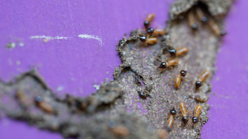 Boring beetles in log piles