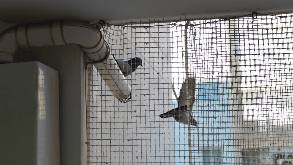Bird-Proofing