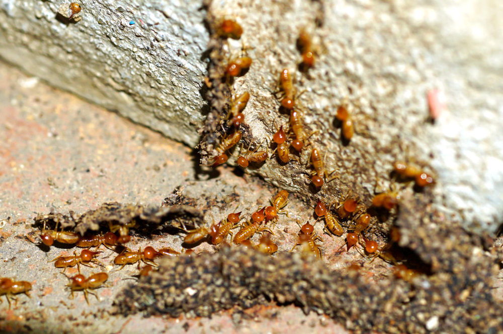 Termite Treatment