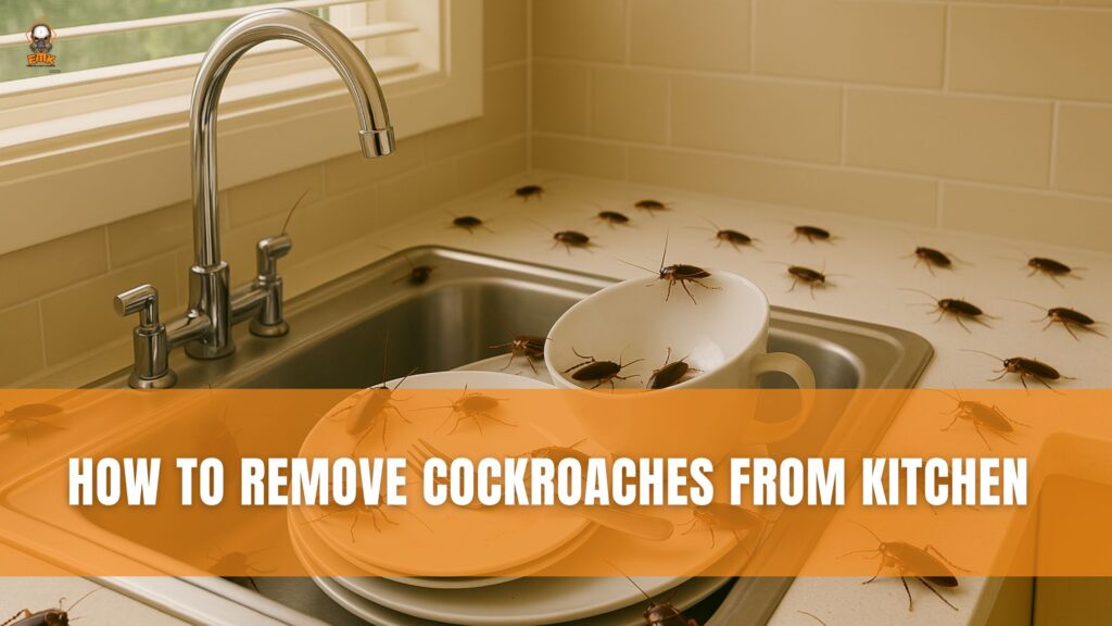 How to Remove Cockroaches from Kitchen