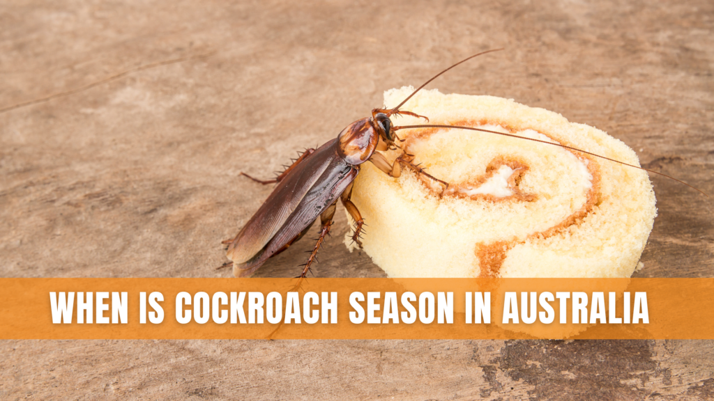 When Is Cockroach season in Australia