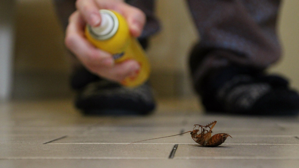 Termite Treatment
