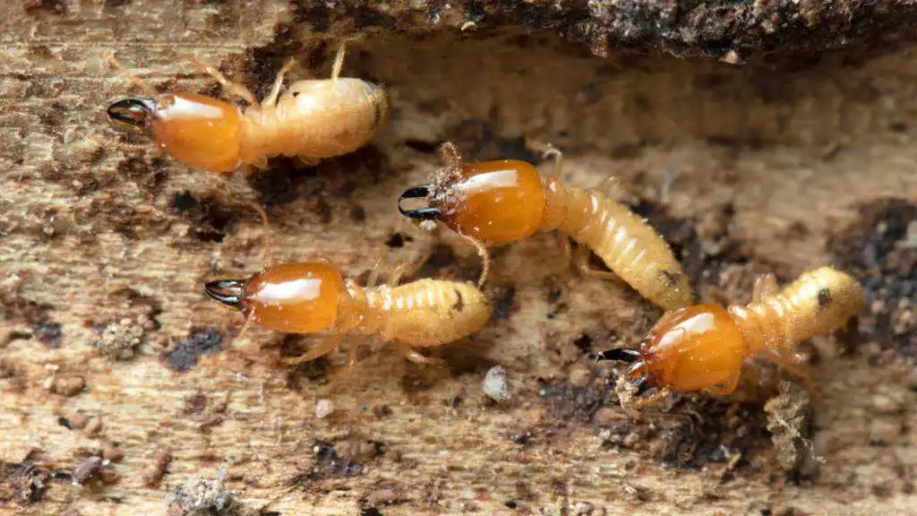 Termite Treatment