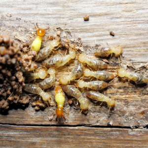 Termite Treatment Sydney