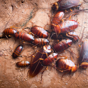 Cockroach Pest Control Sydney