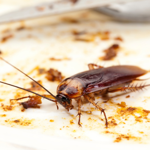 German Cockroaches