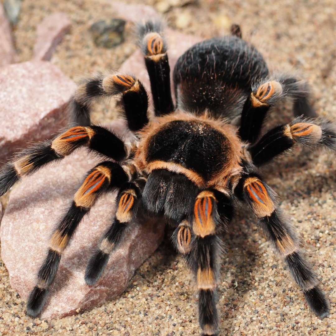 spider pest control