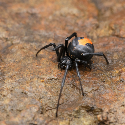 Red Back Spider