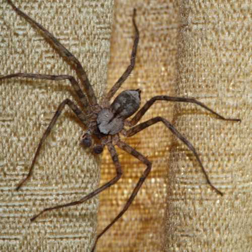 Huntsman Spider