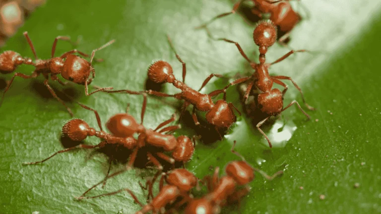 ANT PEST CONTROL