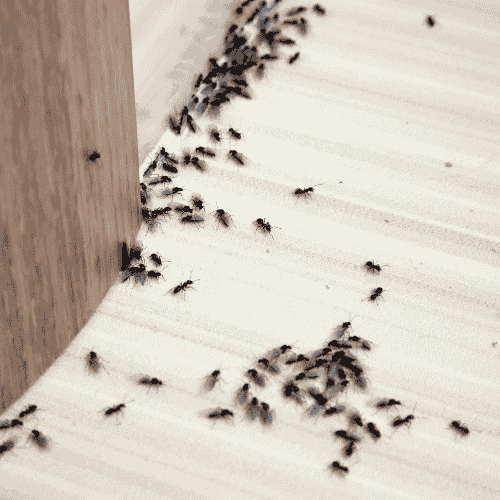 Ants – Small Pests, Big Problems for Sydney Homes