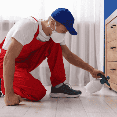 Hire a Professional Ant Removal Sydney