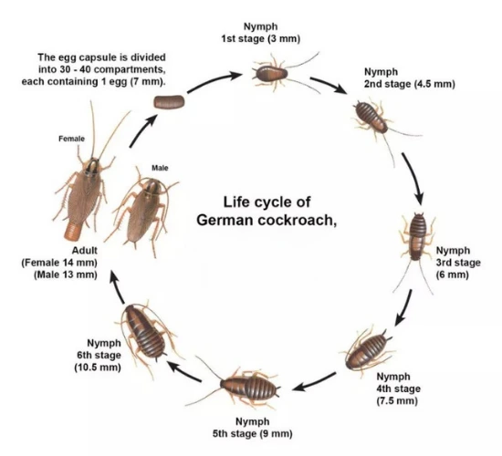 life cycle of german cockroach