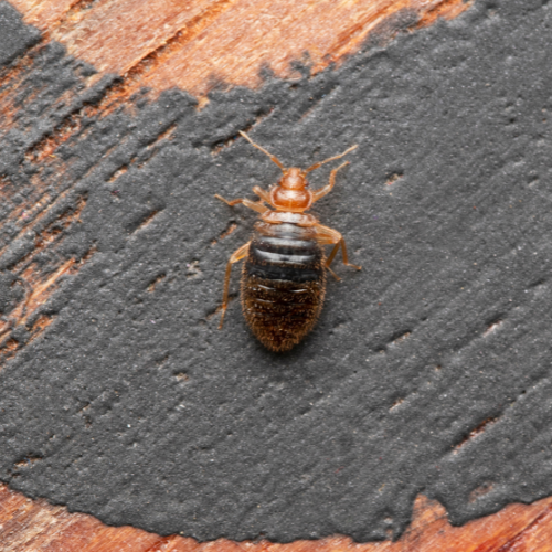 bed bug pest control
