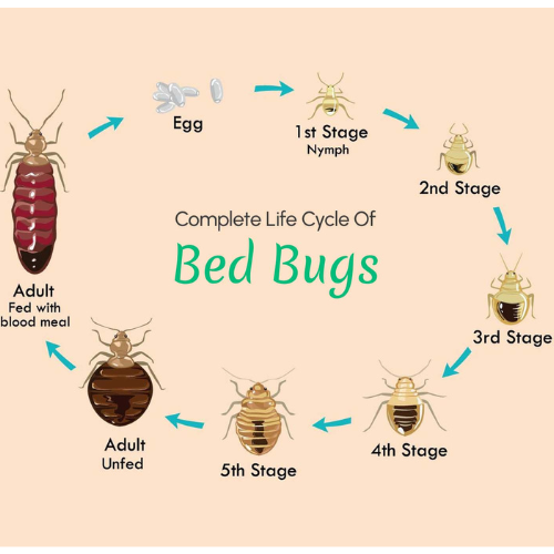 bed bug life cycle