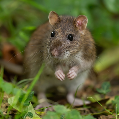 Rat Treatment