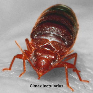 Cimex lectularius