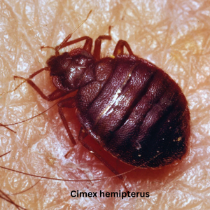 Cimex hemipterus