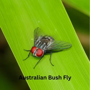 bushFly