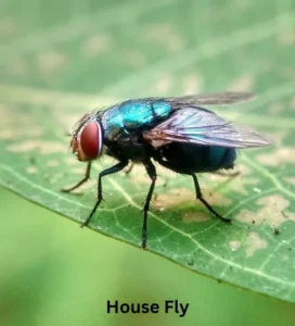 house fly