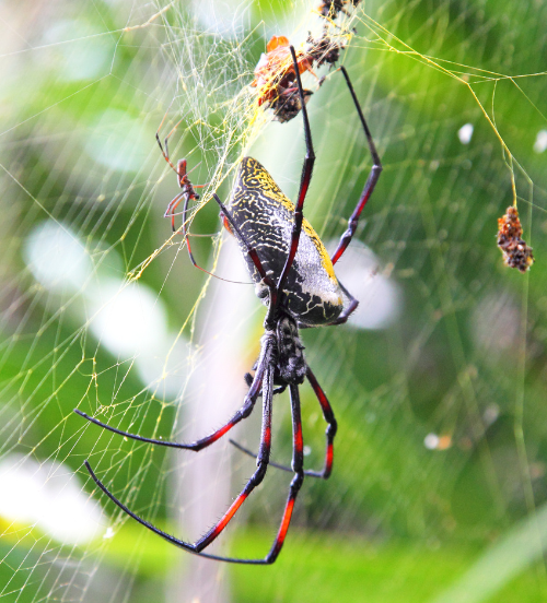 Mating Process of Australian Spiders