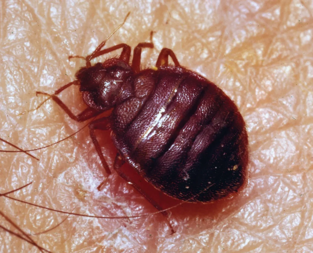 Bedbug Treatment