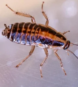 Cockroach Control