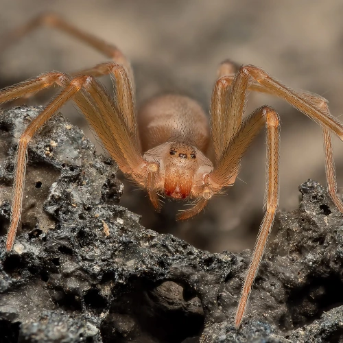 Recluse Spider