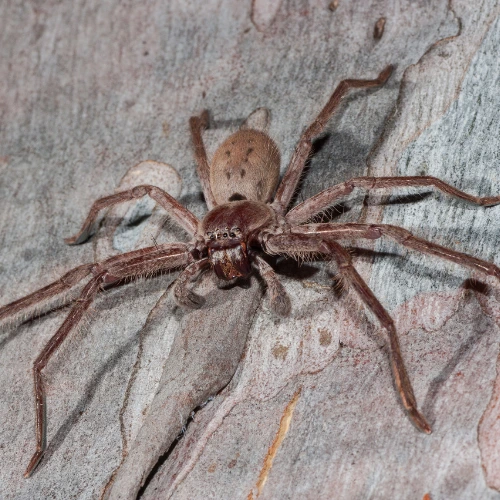 Huntsman Spider