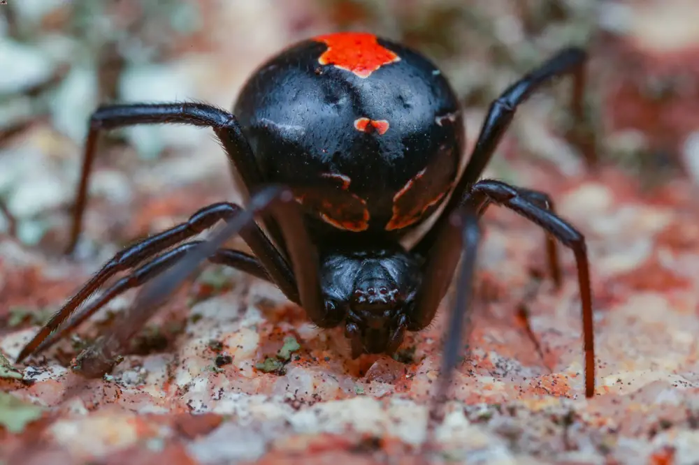 Redback-Spider