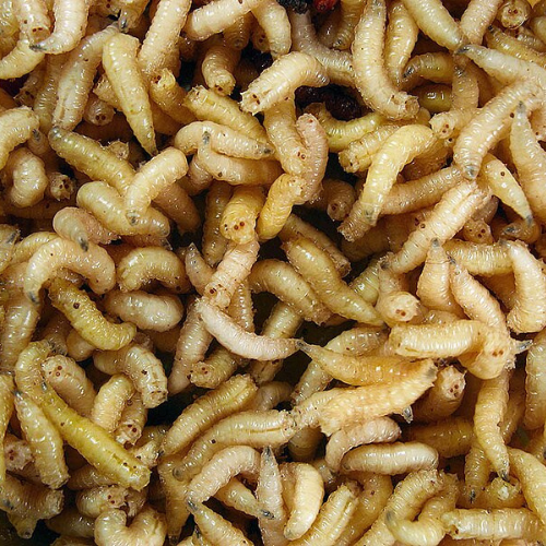 House-fly Maggots