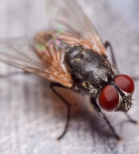 Fly Pest Control
