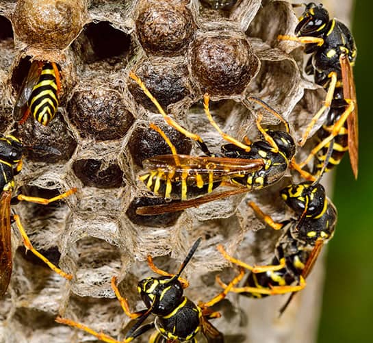 Commercial-Wasp-Removal-Services