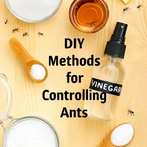 DIY Ant Control