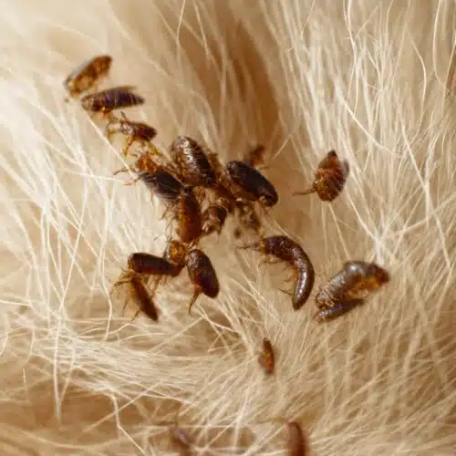 flea pest control