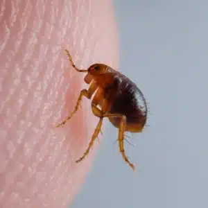 Flea Bite