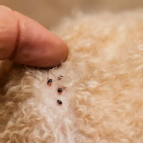 Flea pest control