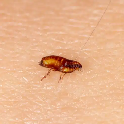 flea pest control