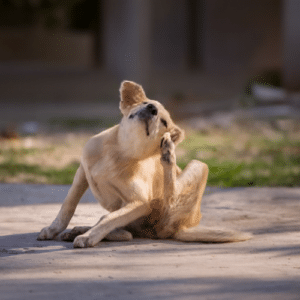 flea control for dogs