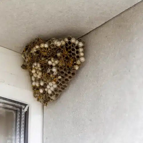 Commercial Wasp Pest Control Service