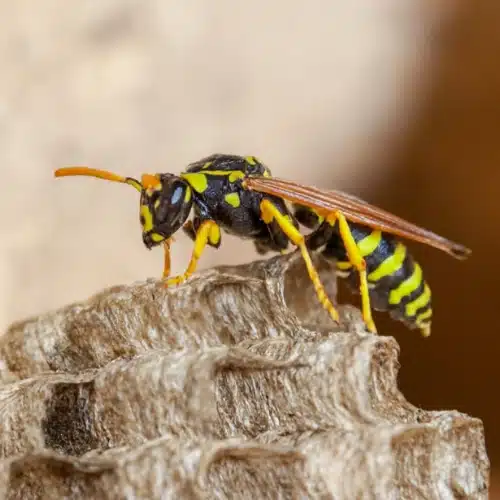 Wasp Pest Control