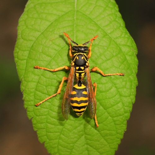 European Wasp