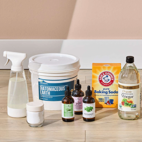 DIY and natural remedies to reduce flea infestations