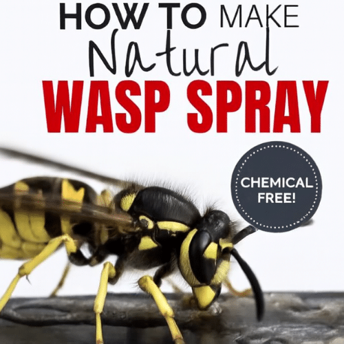 DIY Wasp Removal