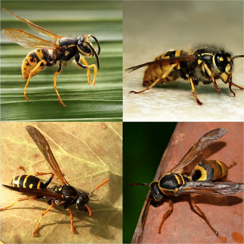 types of wasps