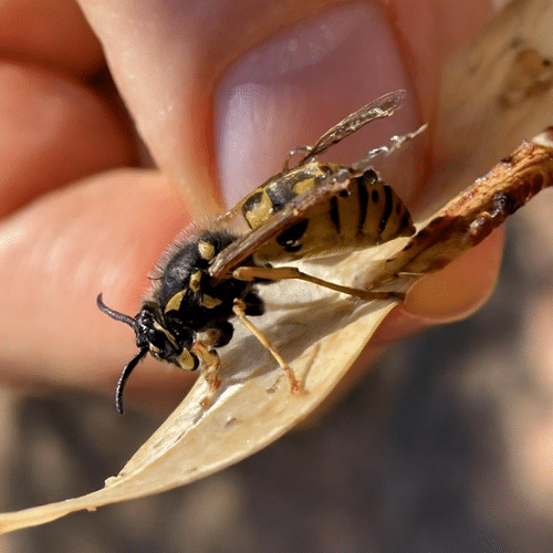 dangerous wasp