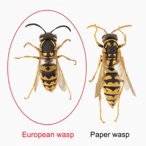 European vs native wasp
