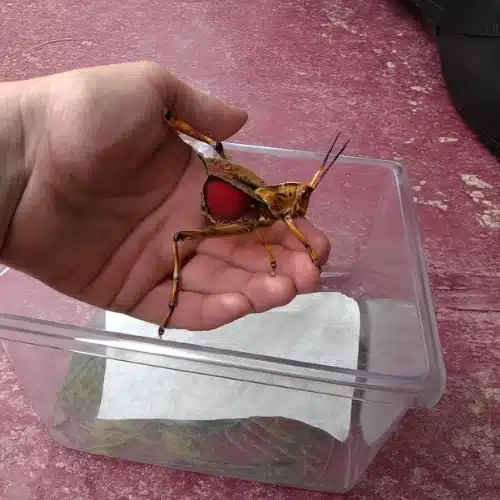 brown grasshopper